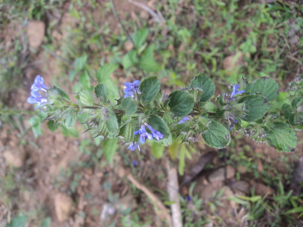 Mesosphaerum suaveolens (L.) Kuntze